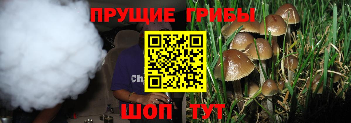 Галлюциногенные грибы Psilocybe Великий Устюг